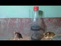 plastic bottle mouse trap,Easy Mouse/Rat Trap