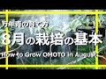 【万年青の育て方】8月の栽培の基本　下葉が落ちる　水やり　採光　通風　置き場所　病害虫【万年青の豊明園】【How to Grow OMOTO in August】
