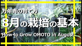 【万年青の育て方】8月の栽培の基本　下葉が落ちる　水やり　採光　通風　置き場所　病害虫【万年青の豊明園】【How to Grow OMOTO in August】