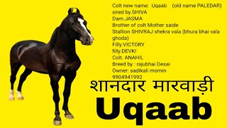 Best Marwari Horse Uqaab From Dholka Ahmdabad Gujarat-Owner Sadik Bhai 9904941992