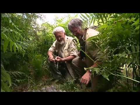 herpetology science olympiad test Slow Worms on Bill Oddie Goes Wild (2001)