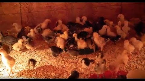 Raising Baby Chicks/tu me nyuam qaib 2020