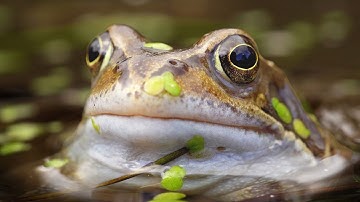 Common Frogs Herald Start of Spring🐸