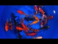Large Mixed Premium Fantail Goldfish from Blue Ridge Koi