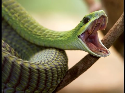 Змей Мира №7 - Бумсланг африканский / Dispholidus typus