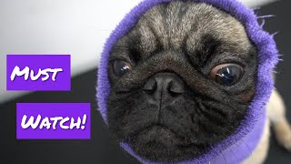 Cute funny Pug | World Famous Dog
