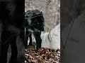 Wolf Pack Truth | Wolf | S1 003