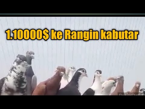 Rangin kabutar 1.10000 ke shaunk karen