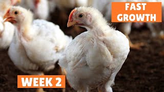 Broiler Growth No Boosters  DO this to Succeed in Poultry Business
