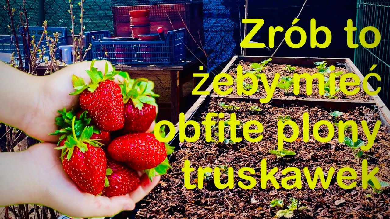 jak-przygotowa-sadzonki-i-ziemi-pod-truskawki-jak-je-rozmno-y-i