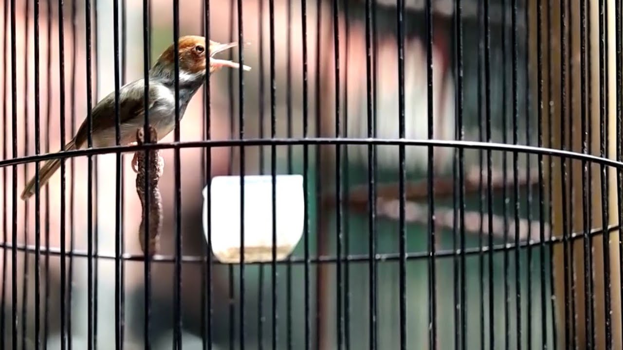 GACORNYA BURUNG PRENJAK KEPALA MERAH 