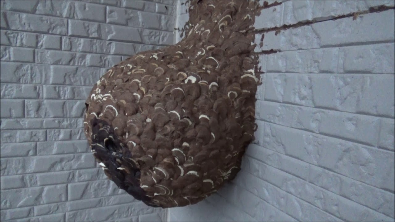 矢吹町でスズメバチ駆除 奇妙な形をした蜂の巣がベランダの壁に Youtube