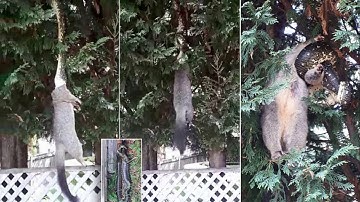 Python drags possum into tree and eats it in Sydney
