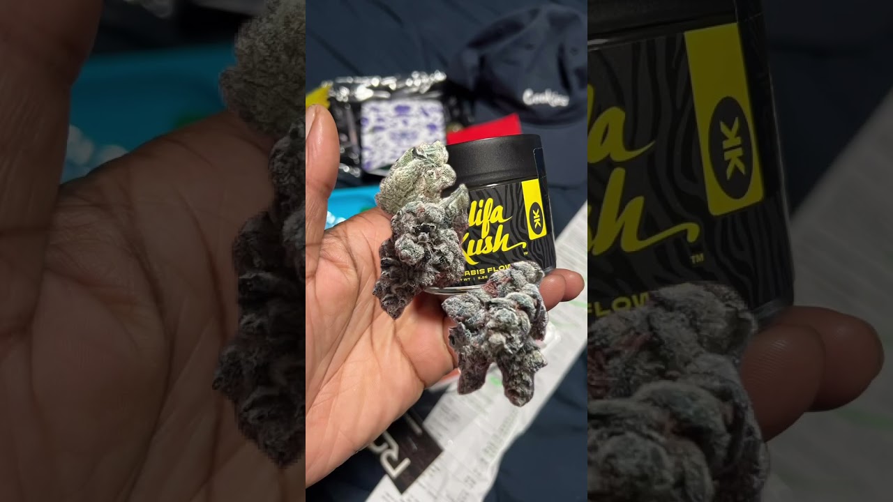 Super rare Wiz Khalifa KK strain review 🔥👑