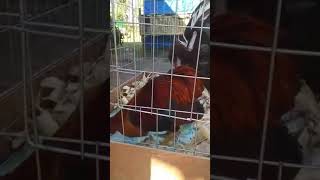 Scratch Box Scratch Box