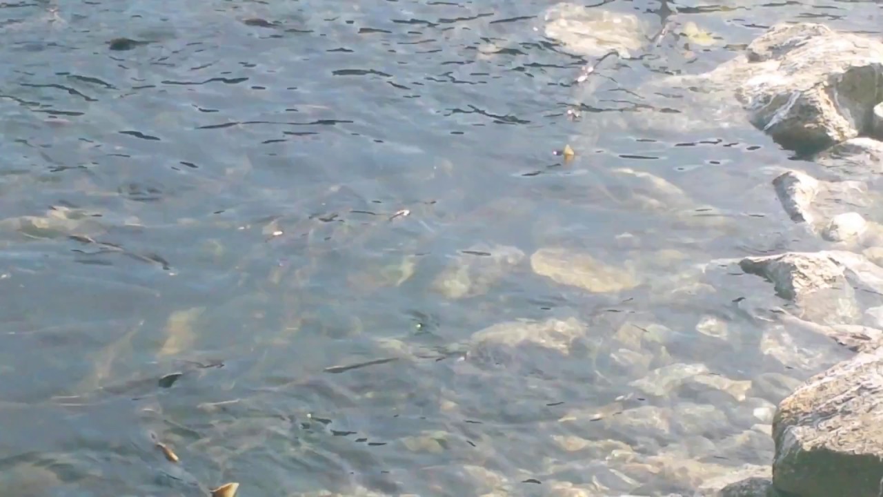 Salmon spawning...Esther Island Hatchery YouTube