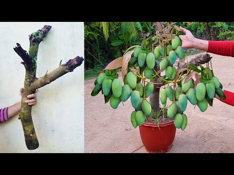 Unique​ Skill Growing Mango​ Tree Using Onions With Quick and Easy Techniques | Grafting Mango Tree