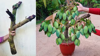 Unique​ Skill Growing Mango​ Tree Using Onions With Quick and Easy Techniques | Grafting Mango Tree