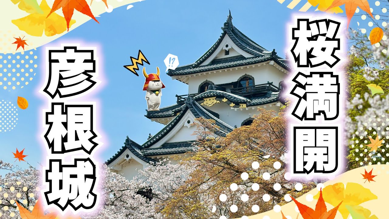 【国宝・彦根城】チャンスは春の１週間！彦根城の桜って見たことある？