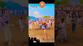 Karah Jalsa 2024 | بیل کراہ جلسہ #bulllover #shortvideo #youtubeshorts #bullrace #gujarkhan #pothwar screenshot 4