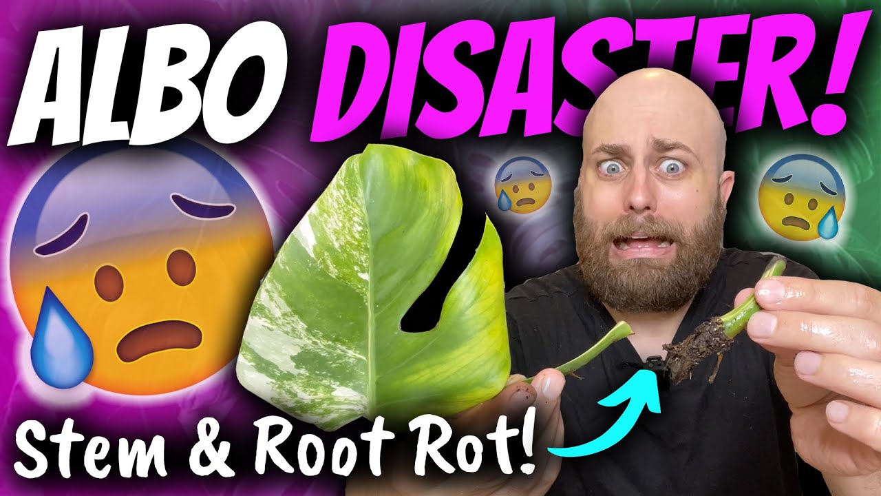 How to Save Your Propagations from Root Rot & Stem Rot | Monstera Deliciosa  Albo Rot