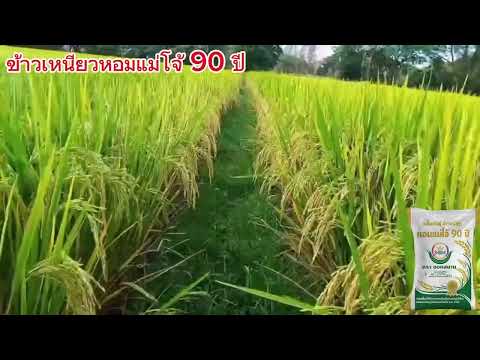 แปลงผลิตเมล็ดพันธุ์ข้าวเหนียว #เมล็ดพันธุ์ข้าว #หอมแม่โจ้90ปี #ข้าวเหนียวหอม #ผลผลิตสูง 