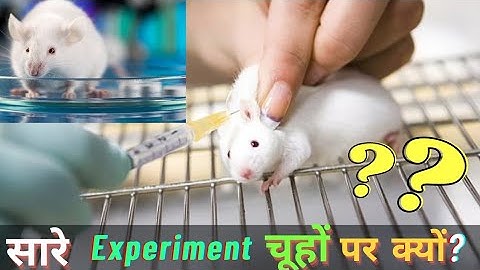सारे Experiment चूहो पर ही क्यों किये जाते है? #shorts #facts #foreverfacts