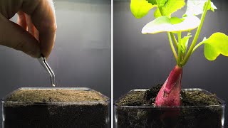 Growing Radish Time Lapse - Seed To Bulb in 20 Days