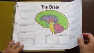Big Brain Foldable by Tangstar Science Net Worth