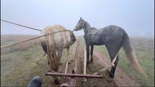 Обучение лошади к телеге.Мастер класс от ветеринара Юго-России Николая Тареева