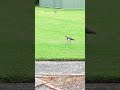 Lovely Bird Plover Family .. #birds #birdcall #birdsong #nature #birdcalling