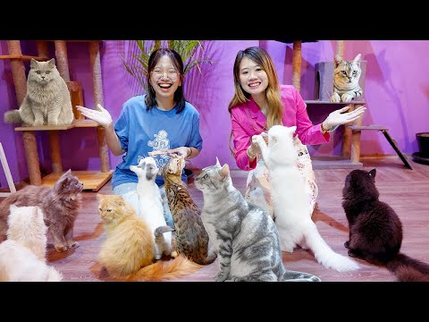 Video: Siapa yang jillie mack bermain dalam kucing?