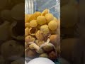 Panipuri machine 😍 | पानीपुरी मशीन | 😨 जगह एक स्वाद अनेक 😱😨| #ytshorts #business #youtube #panipuri