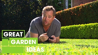 Jason's tips for the perfect green lawn