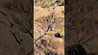 Mountain Chickadee in Yucca Valley, California