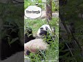 Panda Goldilock And Three Bamboos | iPanda #shorts
