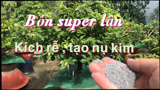 Cách Bón Phân Super Lân Để Nuôi Dưỡng Bộ Rễ , Tạo Mầm Kim , Trong Mùa Mưa Nhiều