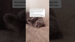 Вчера был день коше, с днём кошек и котов #рек #рекомендации #реки