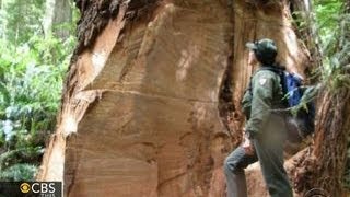 California's redwoods are among the oldest and tallest living things
they under siege by burl poachers. john blackstone reports on damage
inflict...