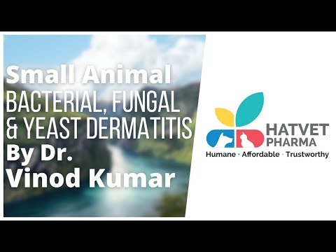 Bacterial, Fungal & Yeast Dermatitis In Small Animals By Dr. Vinod Kumar - video from HATVET PHARMA