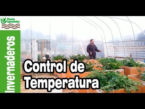 Video: Condiciones De Temperatura En Invernadero Y Formación De Pimientos