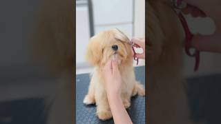 長ーい前髪をカットしたら・・・