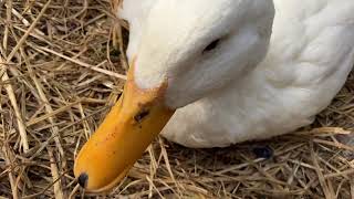 Ducks Love to Eat Blueberries!