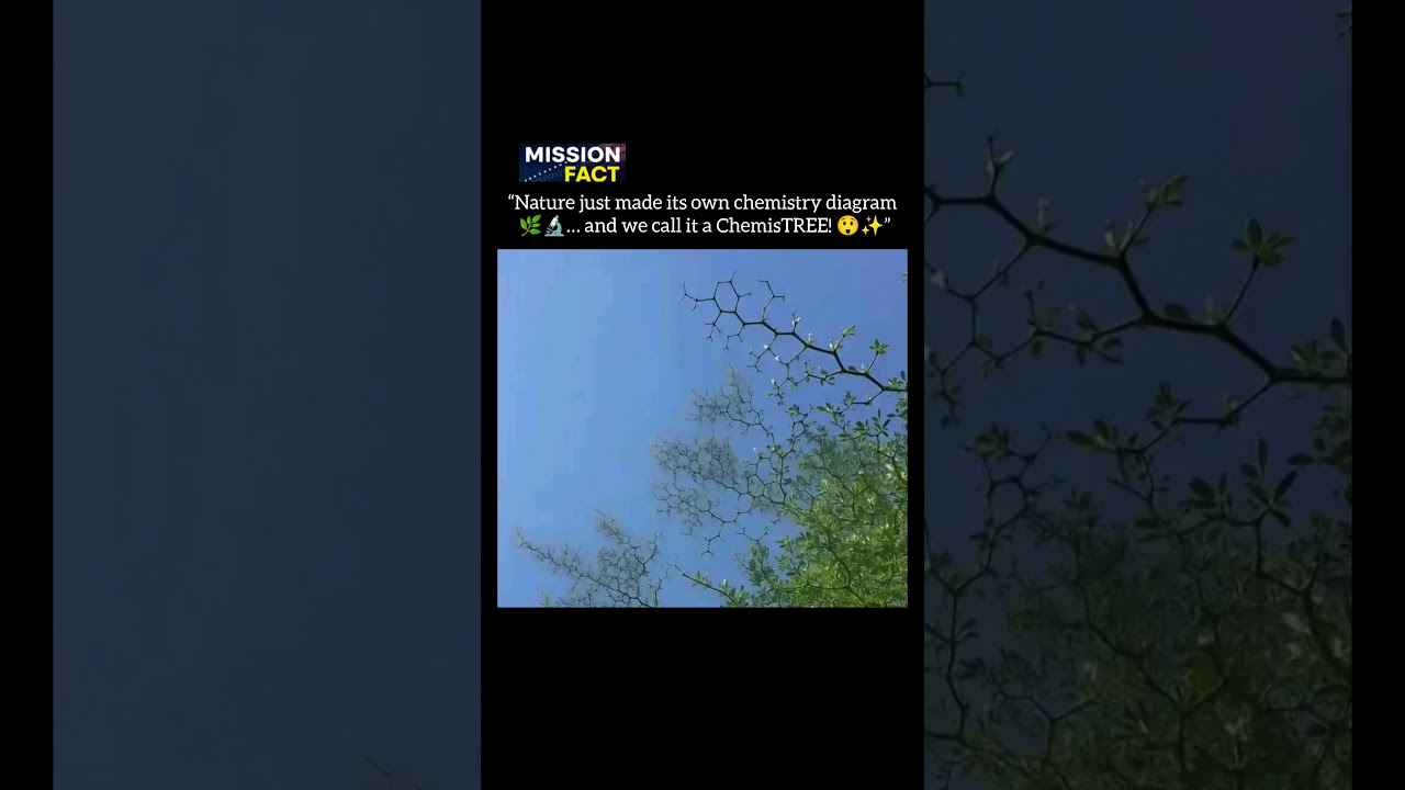 The Real Life ChemisTREE! 😲✨ 