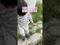 実は可愛いのに危険な花 #子供のいる暮らし #子育て #育児 #花 #危険