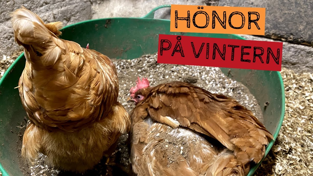 HÖNOR på vintern - VLOG - Uppdatering om skötsel av hönorna och får plötsligt isolera två hönor.