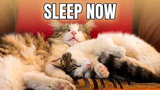 The Coziest Cat Video You'll Watch Today 😻💤 screenshot 2