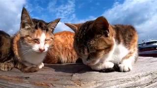 島全体が天然の猫カフェ!相島が超絶楽しい