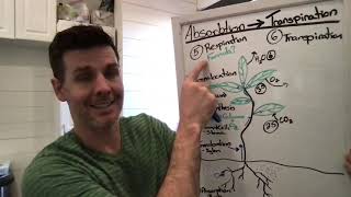 Transpiration Bag Demo and Explanation