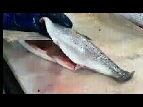 آموزش بی استخوان کردن وخردکردن ماهی قزل آلا